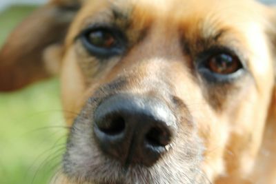 Close-up portrait of dog