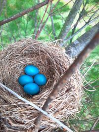 egg