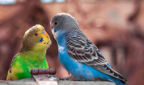 Close-up of two birds perching