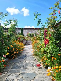 View of flowering plants in garden