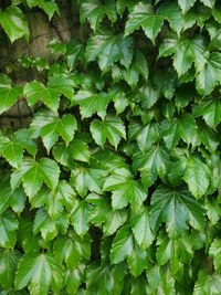 Full frame shot of green leaves