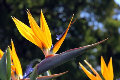 Close-up of yellow flowering plant