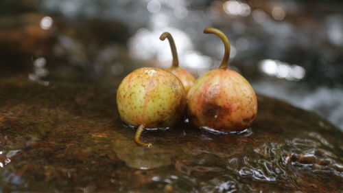 Close-up of apple on water