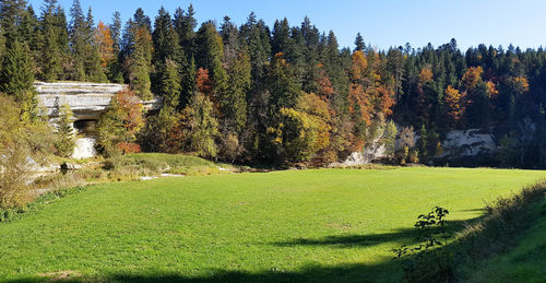 Trees and plants growing on field against sky during autumn