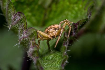 Close-up of spider