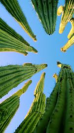 Low angle view of fresh green cactus against clear sky