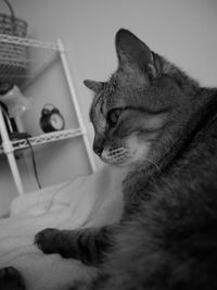 Close-up of a cat looking away