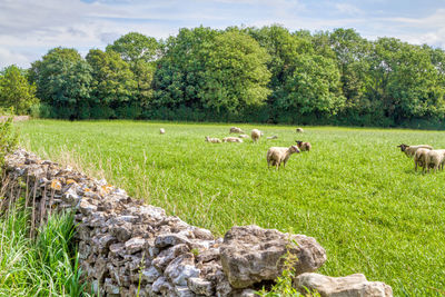 Sheep in a field