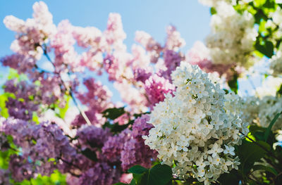 Close-up of pink cherry blossoms