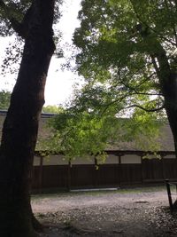 Trees growing against sky