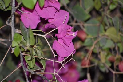 Close-up of purple flowers blooming outdoors