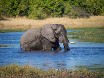 View of elephant in river