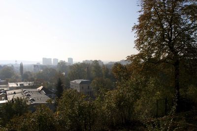 Trees in city