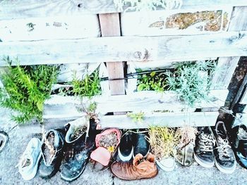 High angle view of shoes on plants