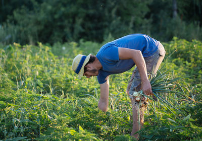 Side view of mid adult man picking vegetables at farm