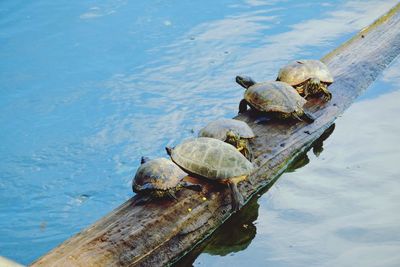 High angle view of turtle in lake