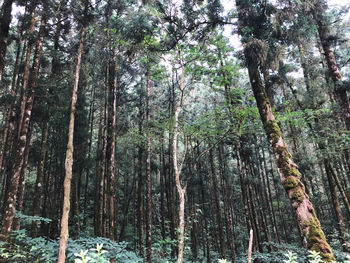 Low angle view of tall trees in forest