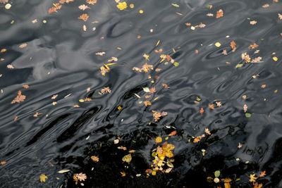 Full frame shot of leaves