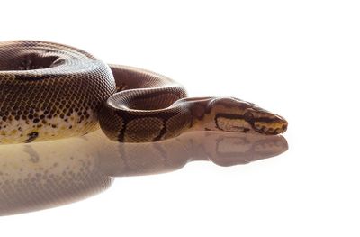 Close-up of snake against white background