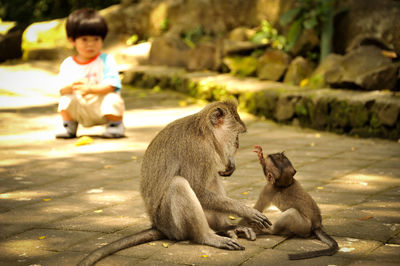 Monkeys sitting outdoors