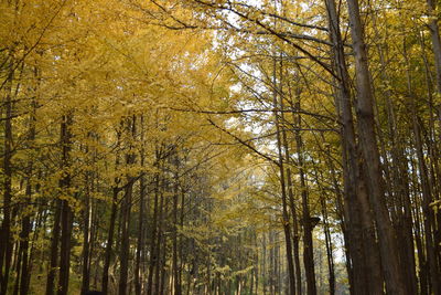 Low angle view of trees in forest during autumn