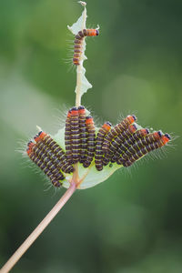Close-up of insect on plant