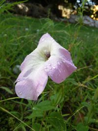 Close-up of water drops on flower