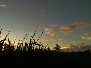 Close-up of silhouette plants on field against sky at sunset