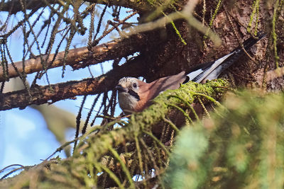 Low angle view of bird perching on tree