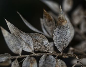 Close-up of plant