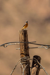 Close-up of bird perching on wooden post