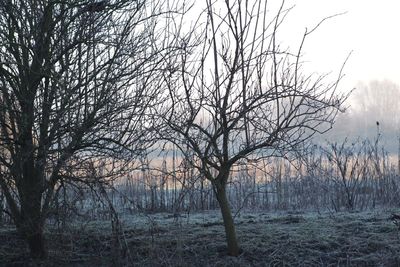 Trees on landscape against sky