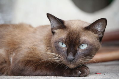 Close-up portrait of cat