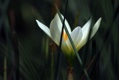 Close-up of white crocus against blurred background