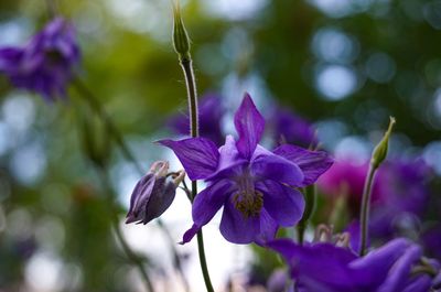 Close-up of purple flowering plant