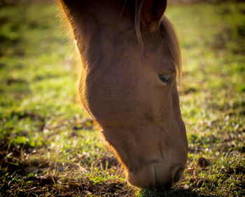 Close-up of a horse on field