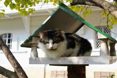 Portrait of cat outdoors