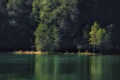 Scenic view of lake in forest