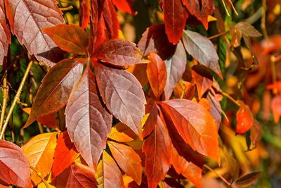 Close-up of maple leaves during autumn