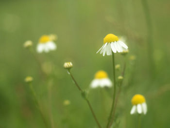 Close-up of yellow flowering plant