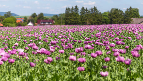 View of flowering plants on field