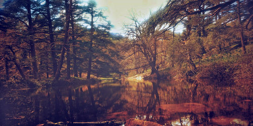 Trees by lake in forest during autumn