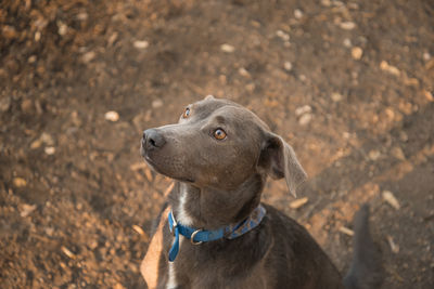 High angle view of dog looking away