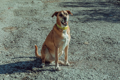 Portrait of dog standing on field