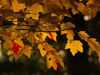 Close-up of maple leaves on tree during autumn