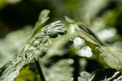 Close-up of plant