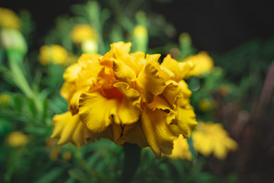 Close-up of yellow flowering plant