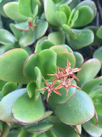 Close-up of green leaves