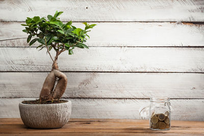 Potted plant on table against wall