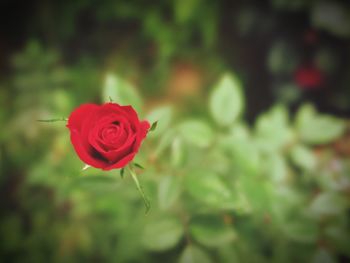 Close-up of red rose